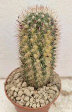 Mammillaria spinosissima varie usato  Brindisi