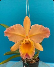 Cattleya george horace for sale  San Francisco