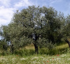 Olea europea monopoli usato  Napoli