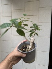 Lantana bonsai shohin usato  Italia