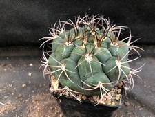 Gymnocalycium zegarrae vivaio usato Gymnocalycium zegarrae vivaio usato  Massafra