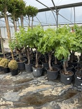 Vitis vinifera gnarled for sale  UXBRIDGE