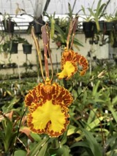 Butterfly orchid hybrid for sale  Melbourne