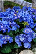 Hydrangea pop starr for sale  Milton Freewater