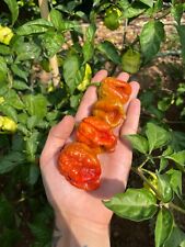 Semi peperoncino orion usato  Volpago del Montello