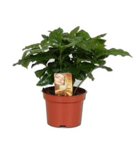 Coffee arabica grow for sale  GARNDOLBENMAEN