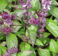 Basil cinnamon aromatic for sale  WORKSOP