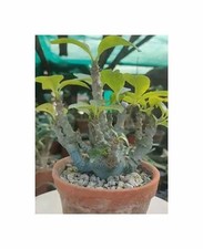 Pachypodium windsorii madagask gebraucht kaufen  Pfullingen