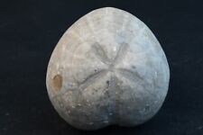 Oursin fossile hemiaster d'occasion  Forcalquier