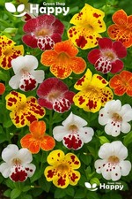 Tiger monkey flower for sale  DONCASTER