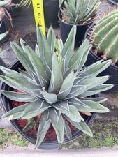 King agave ferdinandi for sale  Jurupa Valley