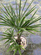 Trachycarpus fortunei fan for sale  HELSTON