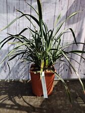 Phormium liquorice lime for sale  HARLOW