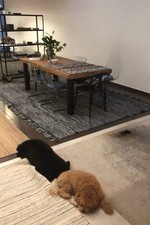 Beautiful solid tropical for sale  LONDON