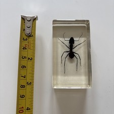 Giant forest ant for sale  SHEFFIELD