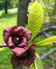 Asimina triloba pawpaw usato  Napoli