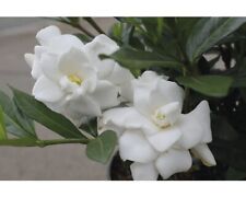 Gardenie floraself gardenia gebraucht kaufen  Deutschland