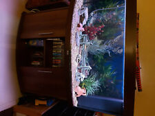 Aquarium panoramique juwel d'occasion  Fonsorbes