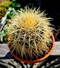 Echinocactus grusonii golden for sale  CLACTON-ON-SEA