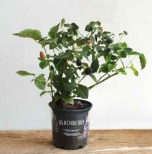 Thornless blackberry bush for sale  Ocala