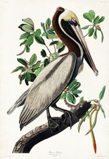 Brown pelican 1827 for sale  USA