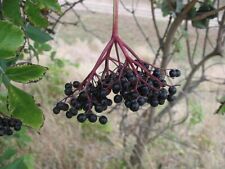 Elderberry elder bare for sale  ALTON