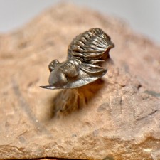 Trilobite minicryphaeus minimu for sale  MAIDSTONE