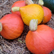 Hokkaido kürbis cucurbita gebraucht kaufen  Gardelegen