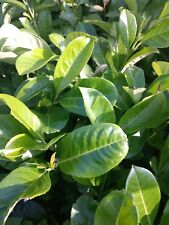 Cherry laurel hedging for sale  MARCH