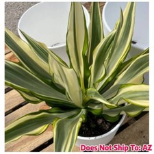 False agave green for sale  Miami