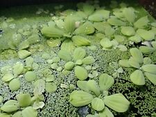 Aquarium plants beginners for sale  SWANSEA