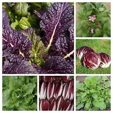 Mélange exotique graines d'occasion Mélange exotique graines d'occasion  Expédié en France