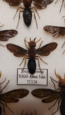 Synagris cornuta femmina. usato  Trento