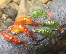 Gilchrist flygen. granchi usato  Spedire a Italy