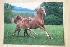 Pferd postkarte arabian gebraucht kaufen  Berlin
