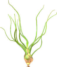 Tillandsien tillandsia bulbosa gebraucht kaufen  Duisburg