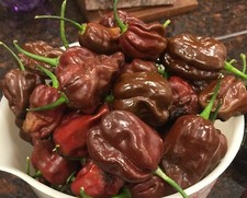 SEMENTE- Pimenta Quente - Chocolate Habanero- Habanero Mais saboroso de todos- Exclusivo comprar usado  Enviando para Brazil