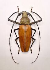 Entomology taxidermy callipogo for sale  Roma