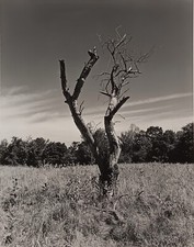 Large format photo for sale  Holliston
