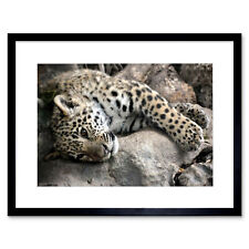 Photo nature animal for sale  EDINBURGH