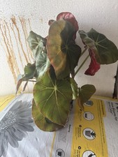 House plant beefsteak for sale  Crosby