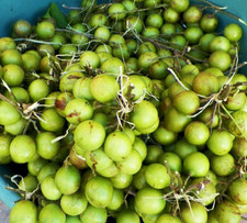 Usado, Quenepas de frutas frescas (Mamocillos/Limoncillos) caixa 5-7 libras comprar usado  Enviando para Brazil