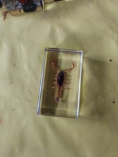 Insecte scorpion doré d'occasion  Malestroit