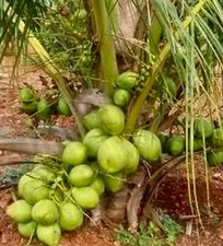 king palm seeds for sale king palm seeds for sale USA