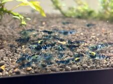 Blue dragonblood freshwater for sale  Marysville