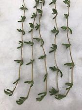 Real hanging succulent for sale  LONDON