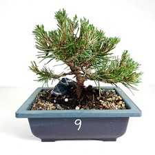 Mugo pine slowmound for sale  Lawrence Township