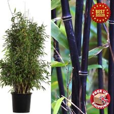 Large winter black for sale  OXFORD
