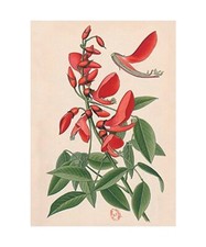 Carnet ligné erythrine d'occasion  Expédié en France