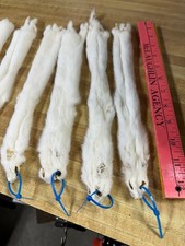 Ermine nice fresh for sale  Malvern